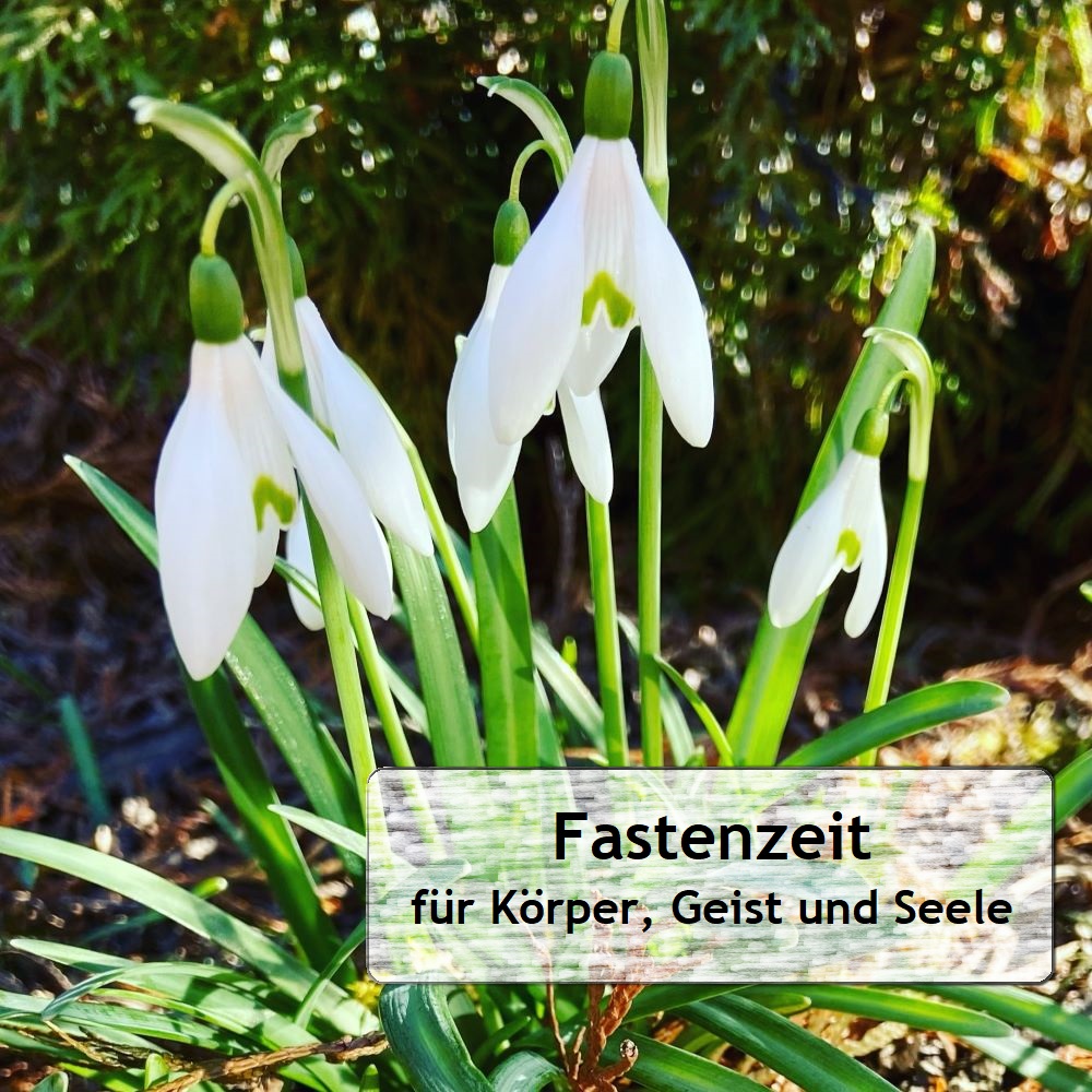 Fastenzeit Schneeglöckchen zum Beginn der Fastenzeit